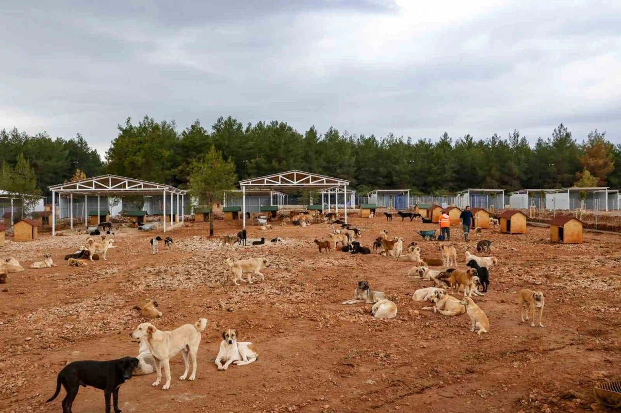 B&uuml;y&uuml;kşehir sokak k&ouml;pekleri i&ccedil;in doğal yaşam alanı kapasitesini arttırdı
