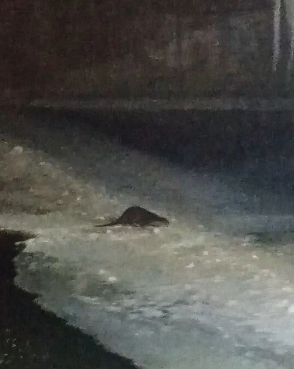 Buz tutan &Ccedil;oruh&rsquo;ta su samuru heyecanı: Vatandaşlar "gel gel" diye seslendi
