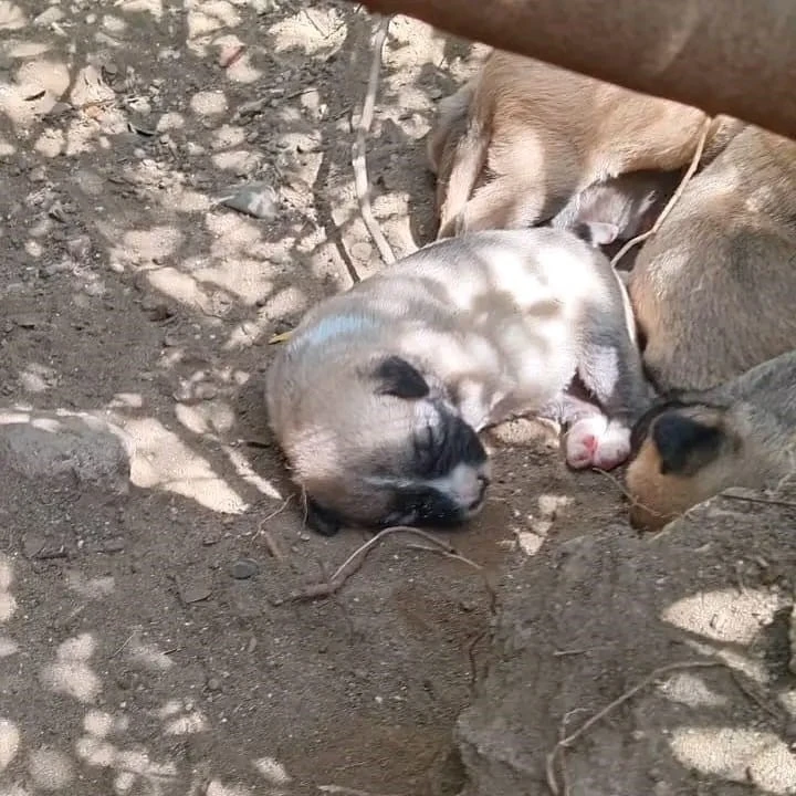 Çalıların arasındaki boşluğa düşen yavru köpekleri itfaiye kurtardı
