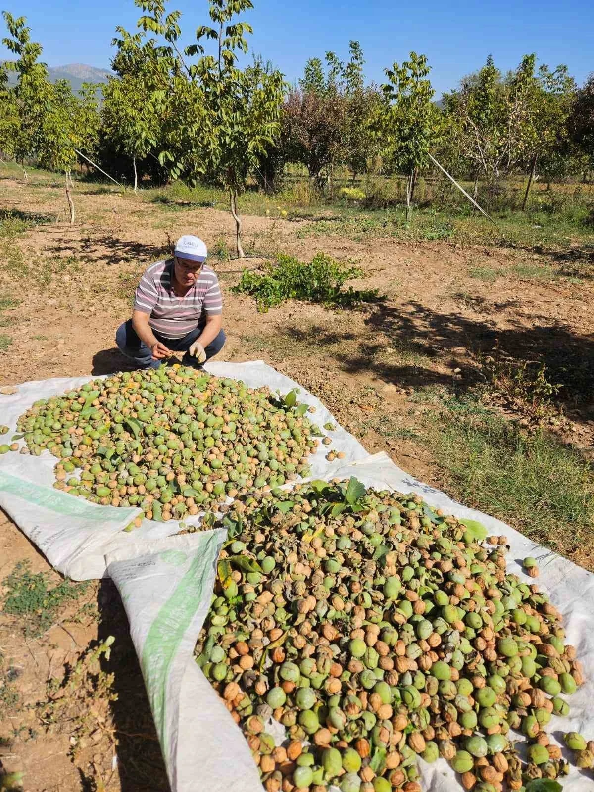 Çameli’de 2024 sezonu ceviz hasadı başladı