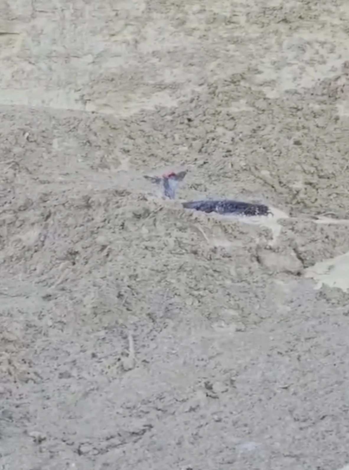 &Ccedil;amura saplanan karaca i&ccedil;in ekipler seferber oldu
