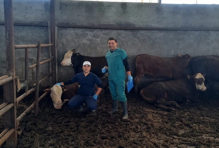 &Ccedil;an&rsquo;a gelen ithal hayvanların kontrolleri yapılıyor
