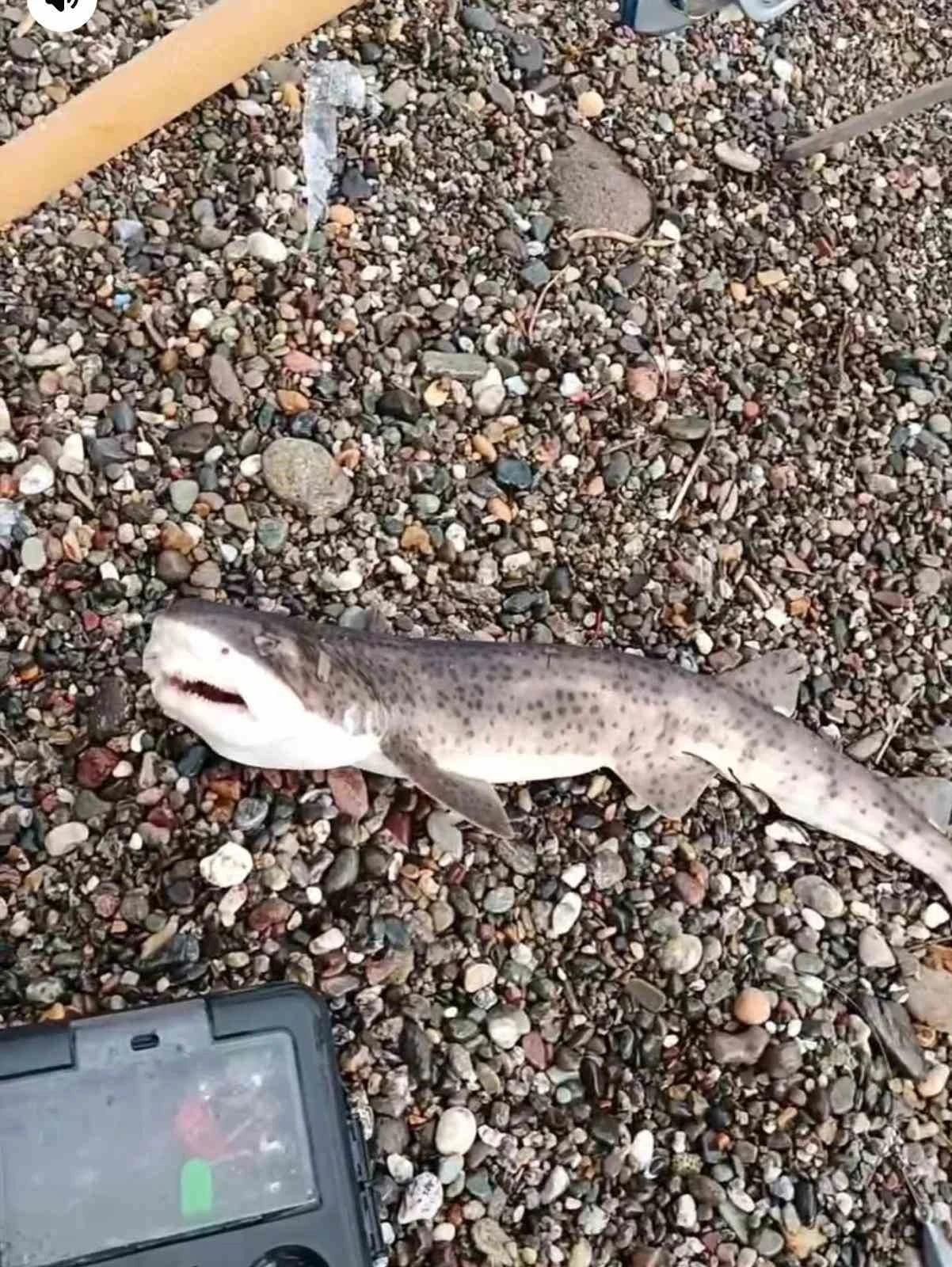 &Ccedil;anakkale&rsquo;de amat&ouml;r balık&ccedil;ıların oltasına yavru k&ouml;pek balığı takıldı
