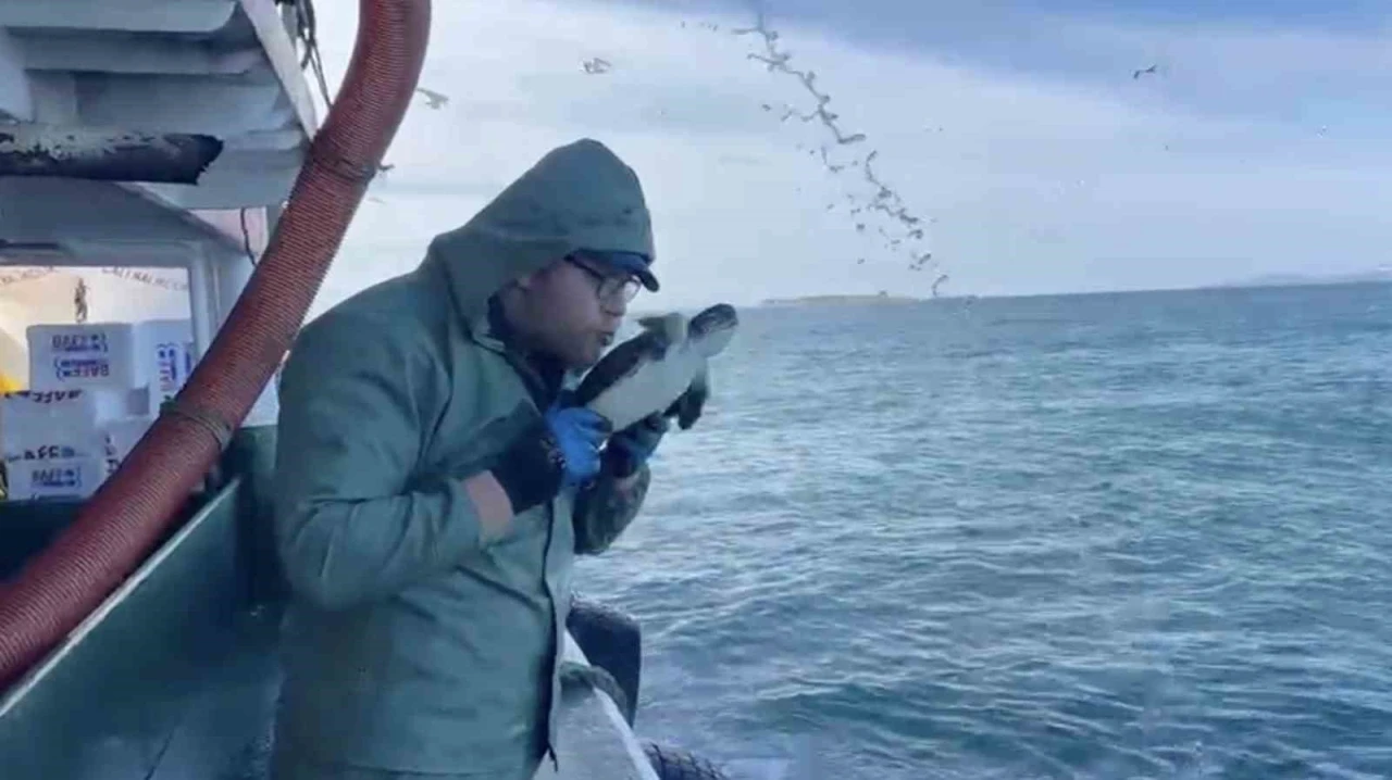 &Ccedil;anakkale&rsquo;de balık&ccedil;ılar ağlarına takılan caretta carettayı kurtardılar
