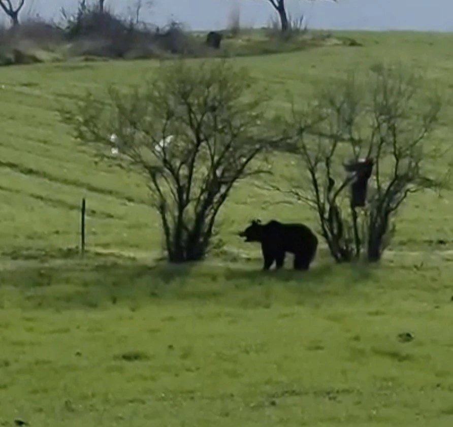 Çanakkale’de köy yoluna inen ayı cep telefonu kamerasına yansıdı
