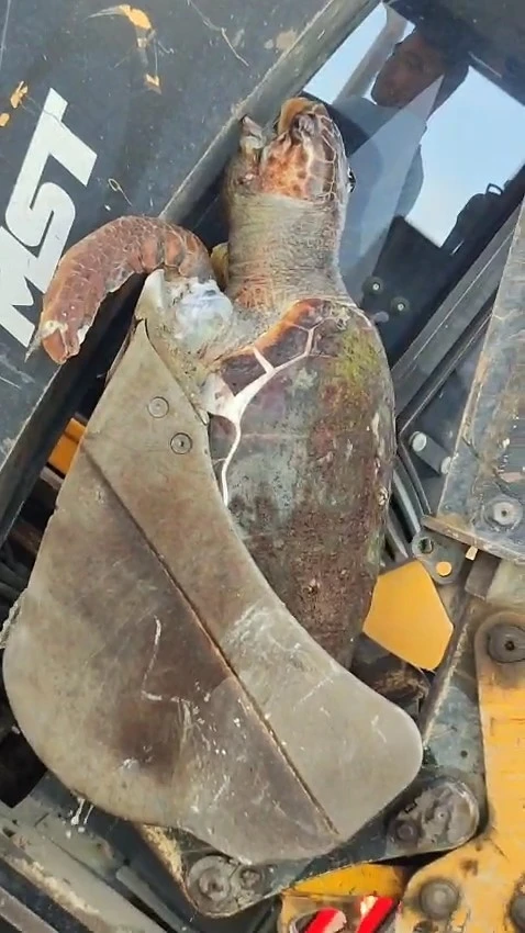 Çanakkale’de sahile ölü caretta caretta vurdu
