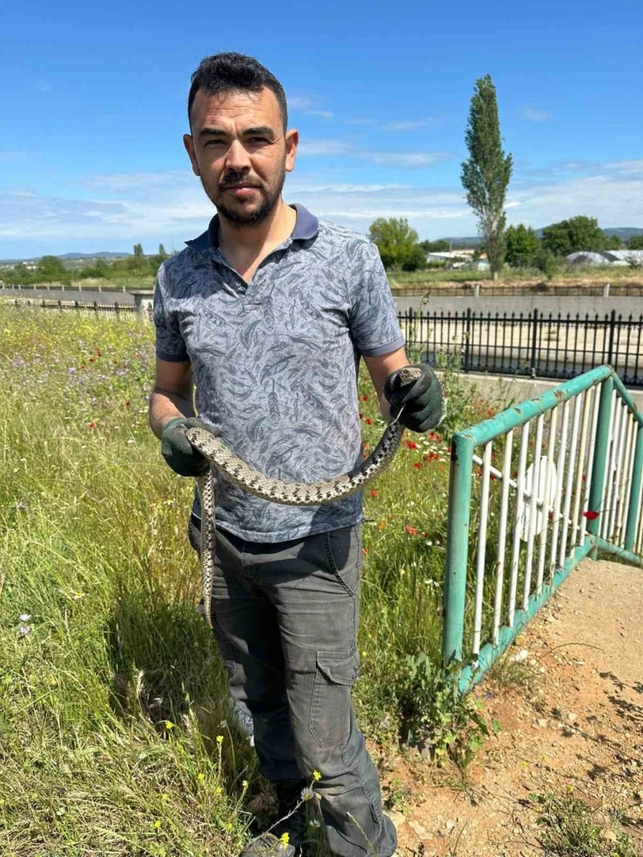 Çanakkale’de su borularından engerek yılanı çıktı
