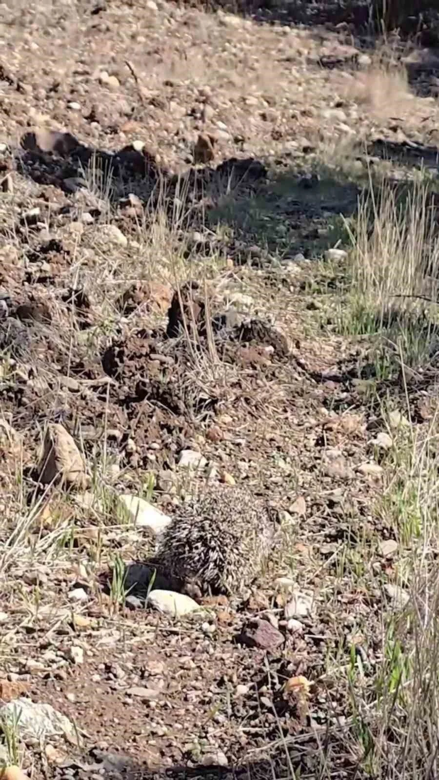 &Ccedil;anakkale&rsquo;de tedavisi tamamlanan kirpi doğaya salındı
