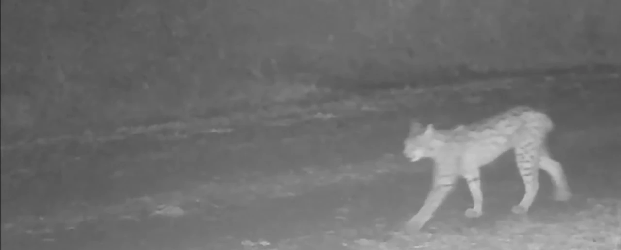 Çankırı’da vaşak görüntülendi
