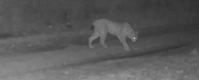 Çankırı’da yaban hayatı fotokapana yansıdı
