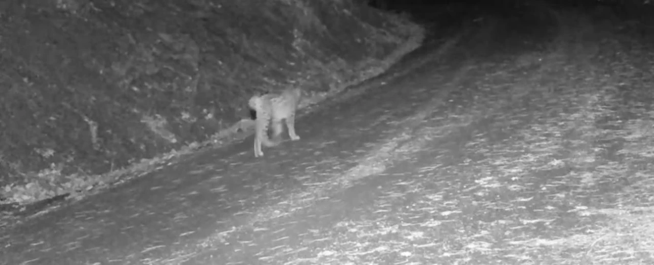 &Ccedil;ankırı&rsquo;da yaban hayvanlarının karla kaplı doğadaki yaşamı kamerada
