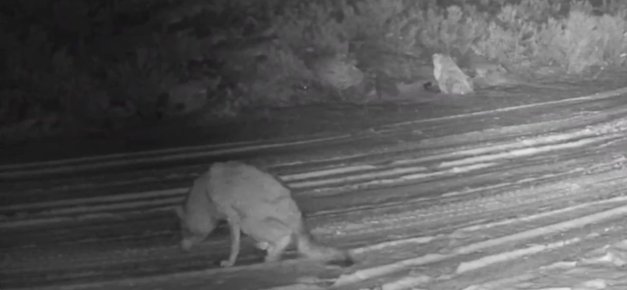 &Ccedil;ankırı&rsquo;da yaralı kurt ve vaşak fotokapanda
