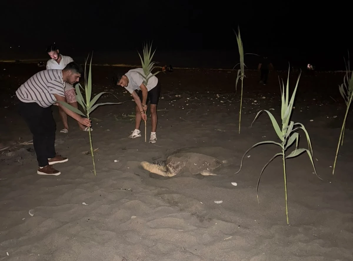 Caretta carettayı yuva yaparken g&ouml;ren gen&ccedil;ler, duyarlılık g&ouml;sterdi &ouml;nlem aldı
