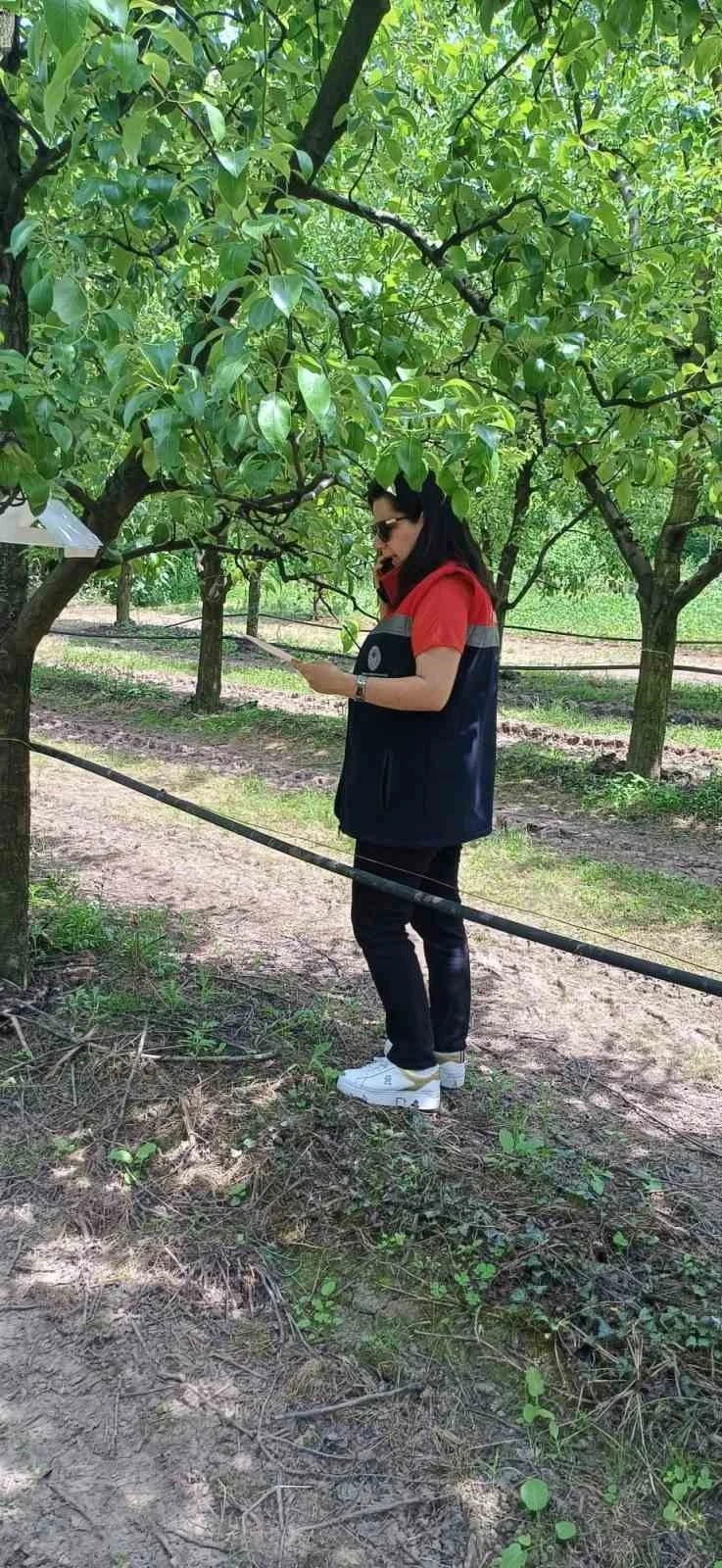 Çarşamba’da fındık üreticilerine ’kokarca’ ve ’kül