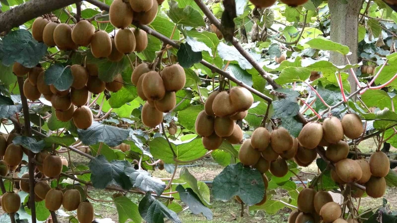 Çarşamba’da kivi hasadı başladı: Hedef Türkiye birinciliği
