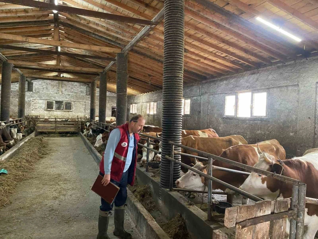 Çarşamba’da şap hastalığı taraması
