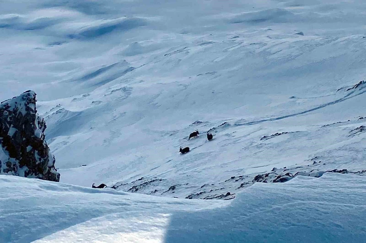 &Ccedil;atak&rsquo;ta dağ ke&ccedil;ileri g&ouml;r&uuml;nt&uuml;lendi
