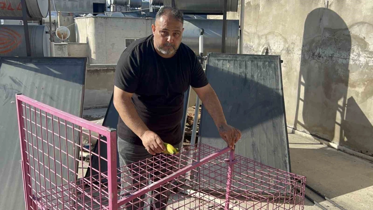 Çatılara kurulan kafeste işe yaramadı, firari maymun hala yakalanamadı
