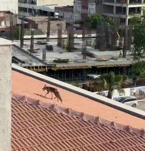Çatıya çıkan tilki ekipleri harekete geçirdi
