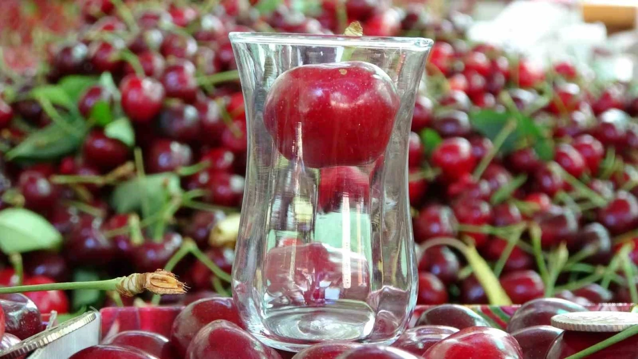 Çay bardağına sığmayan Lapseki kirazında hasat başladı
