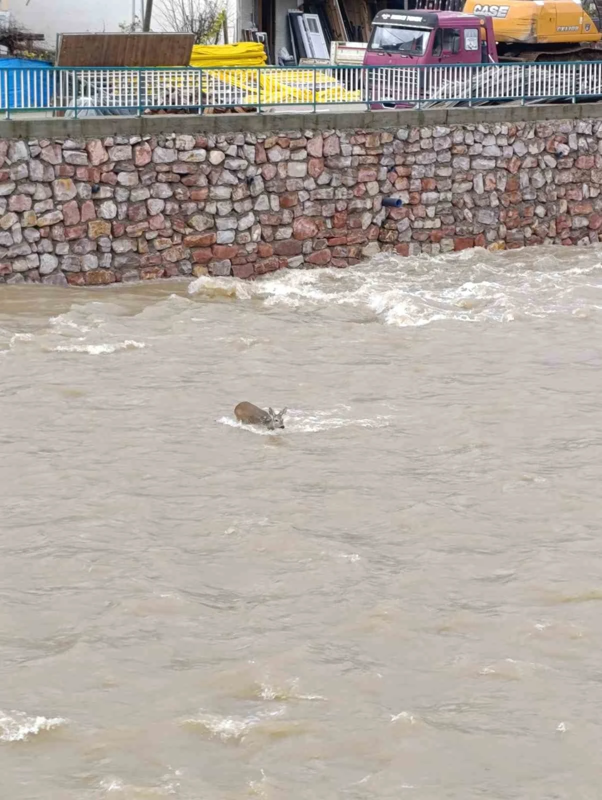 &Ccedil;aya d&uuml;şen karaca kurtarıldı
