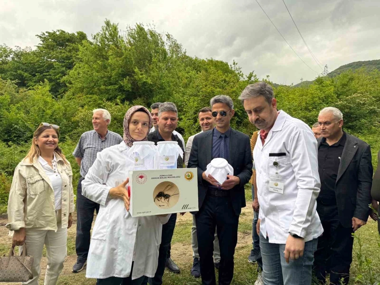 Çaycuma’da kestane gal arısına karşı biyolojik mücadele
