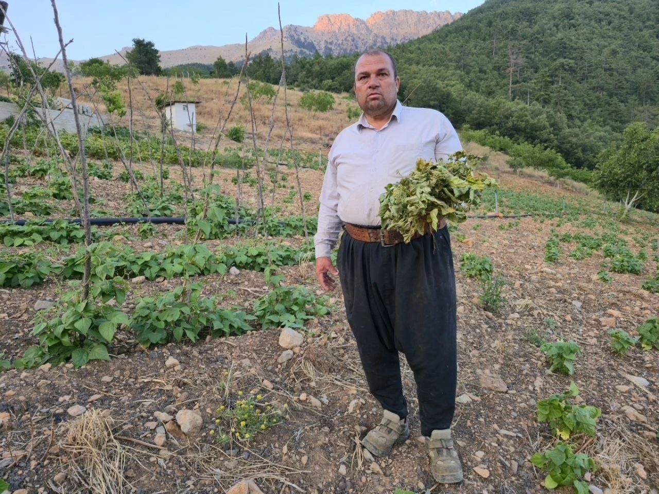 &Ccedil;ekirgeler &uuml;reticinin kabusu oldu
