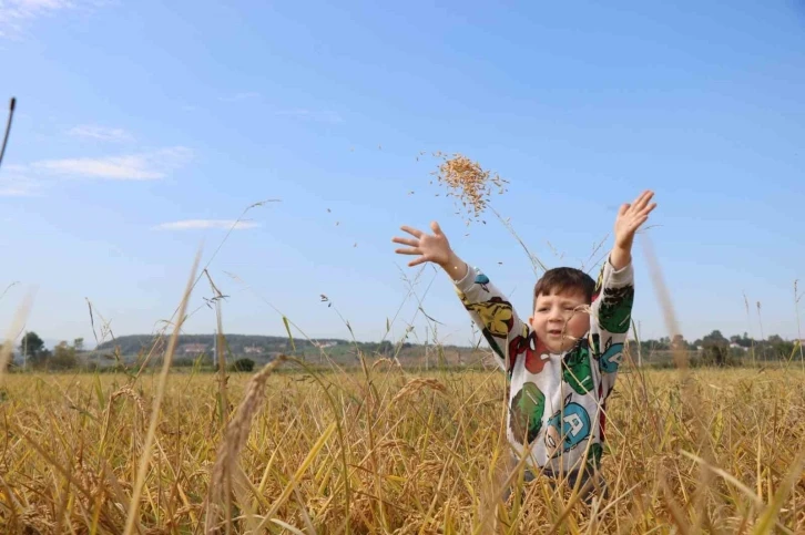 &Ccedil;eltikte bereketli hasat
