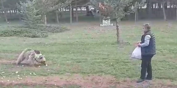 Çemşit ismini verdiği bozayıyı besledi, eşi kayıt altına aldı
