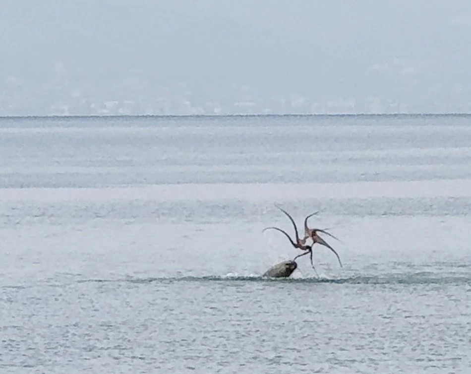 Çeşme sahilinde fokun ahtapot avı
