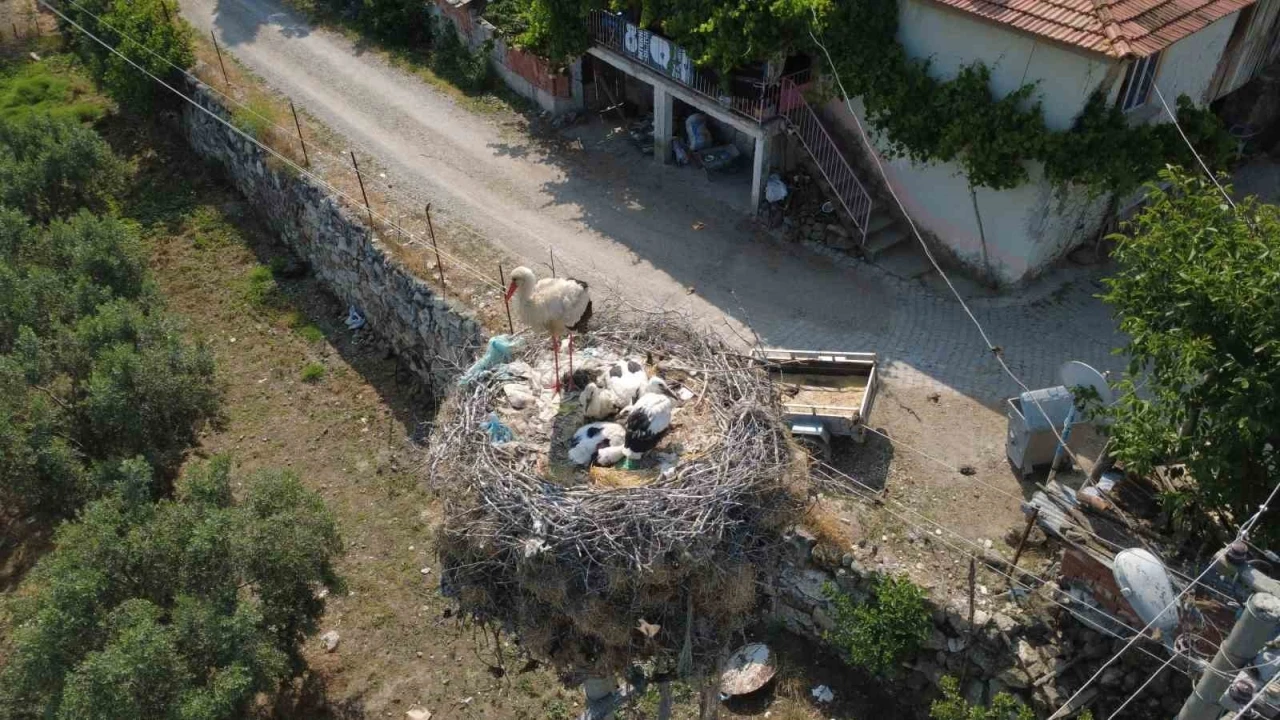 Çeyrek asırlık leylek yuvası mahallenin simgesi oldu

