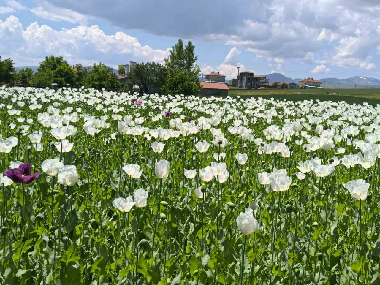 &Ccedil;i&ccedil;ek a&ccedil;an haşhaş tarlaları adeta doğal fotoğraf st&uuml;dyosuna d&ouml;nd&uuml;
