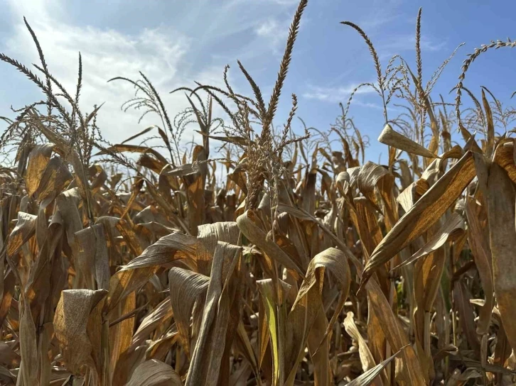 &Ccedil;ift&ccedil;iler mısır hasadını bekliyor
