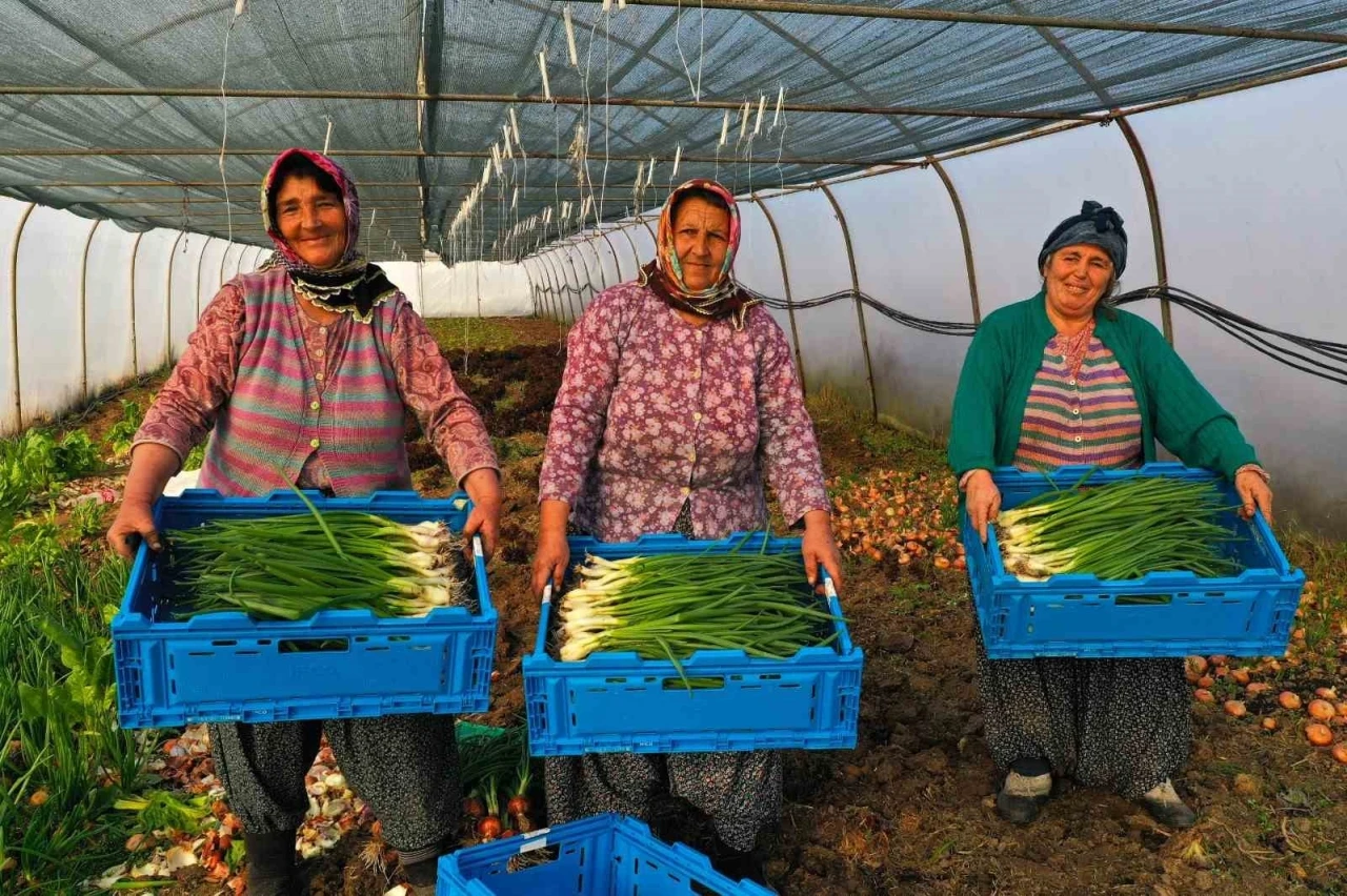 Çiftçilere yüzde 50 hibeli sera desteği
