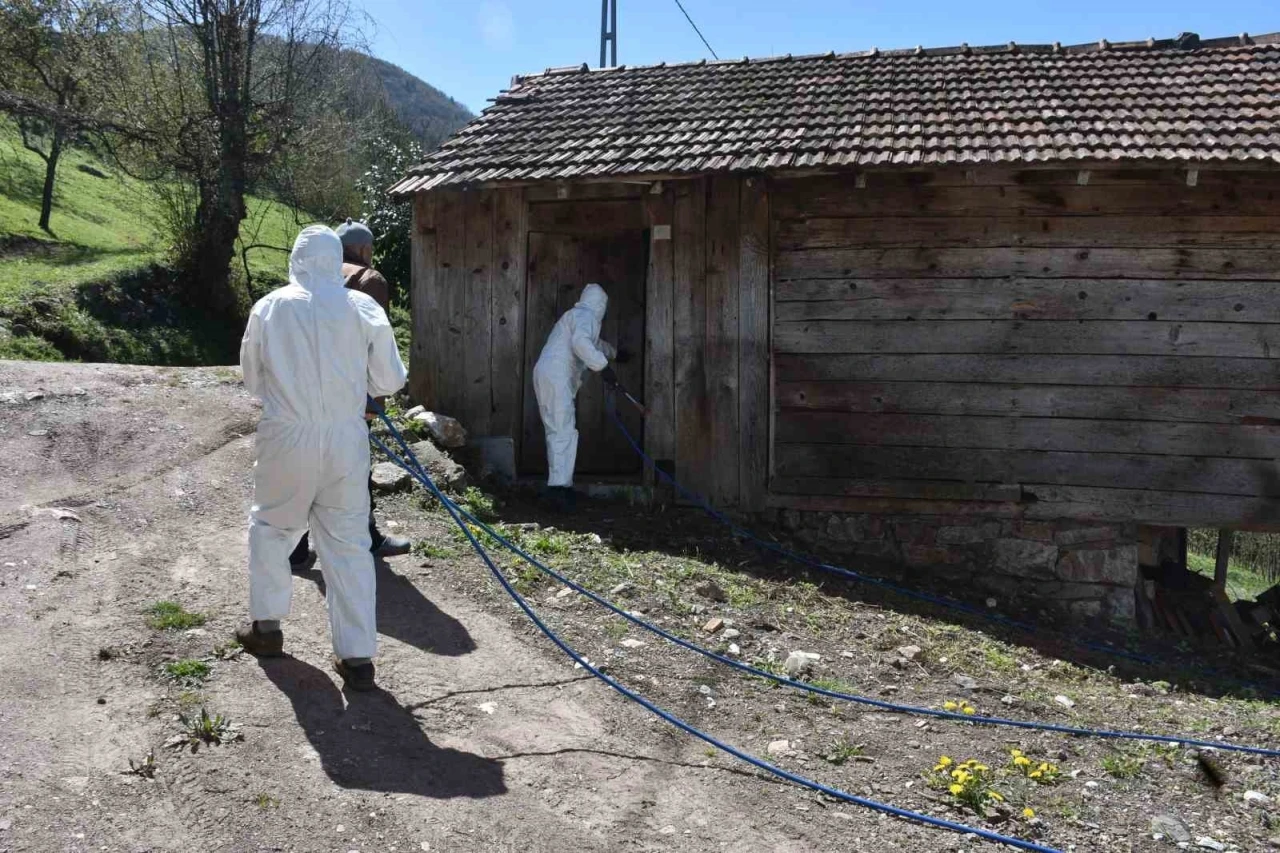 Çiftçinin korkulu rüyası kahverengi kokarca böceğine ilaçlı önlem
