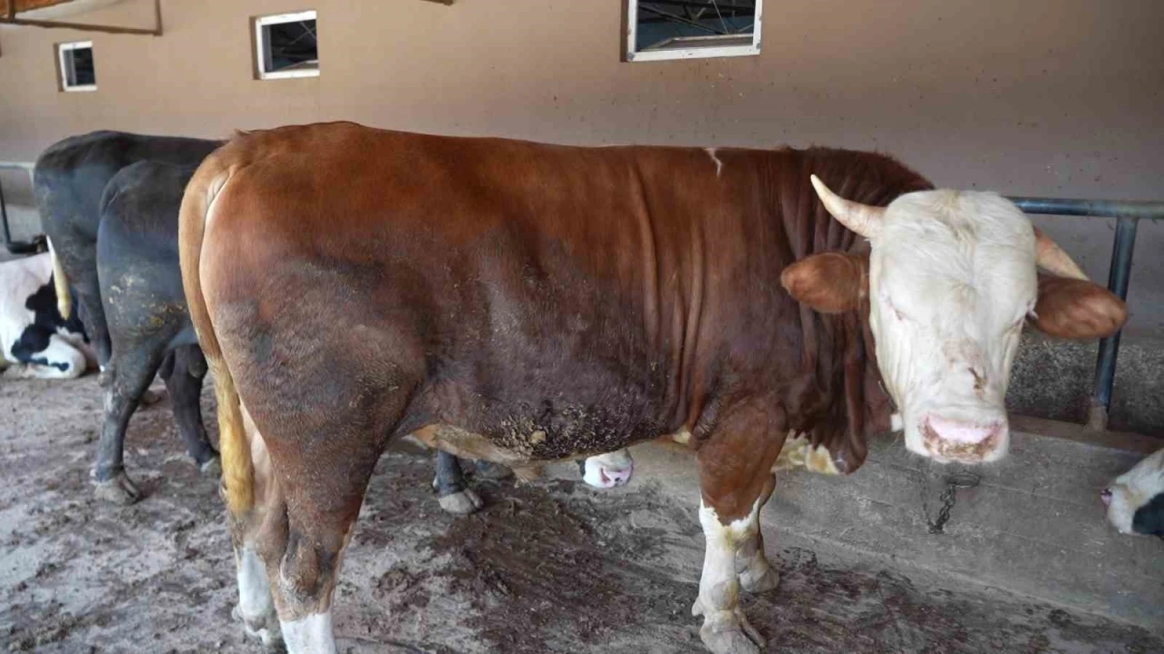 &Ccedil;iftliğin g&ouml;zdesi 1 ton 300 kiloluk tosun oldu
