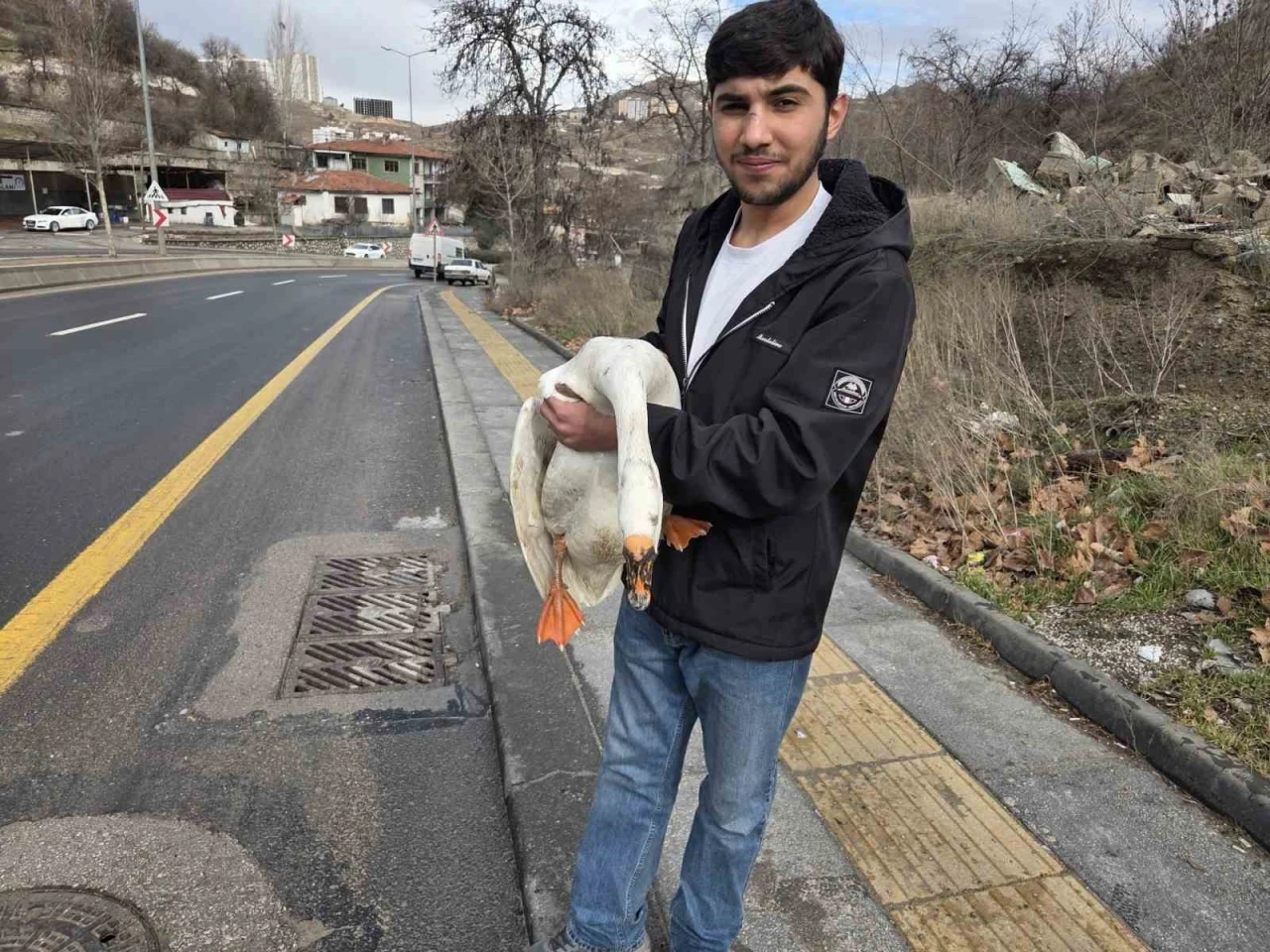 &Ccedil;iftlikten ka&ccedil;ıp yola atlayan kaz s&uuml;r&uuml;c&uuml;lere zor anlar yaşattı
