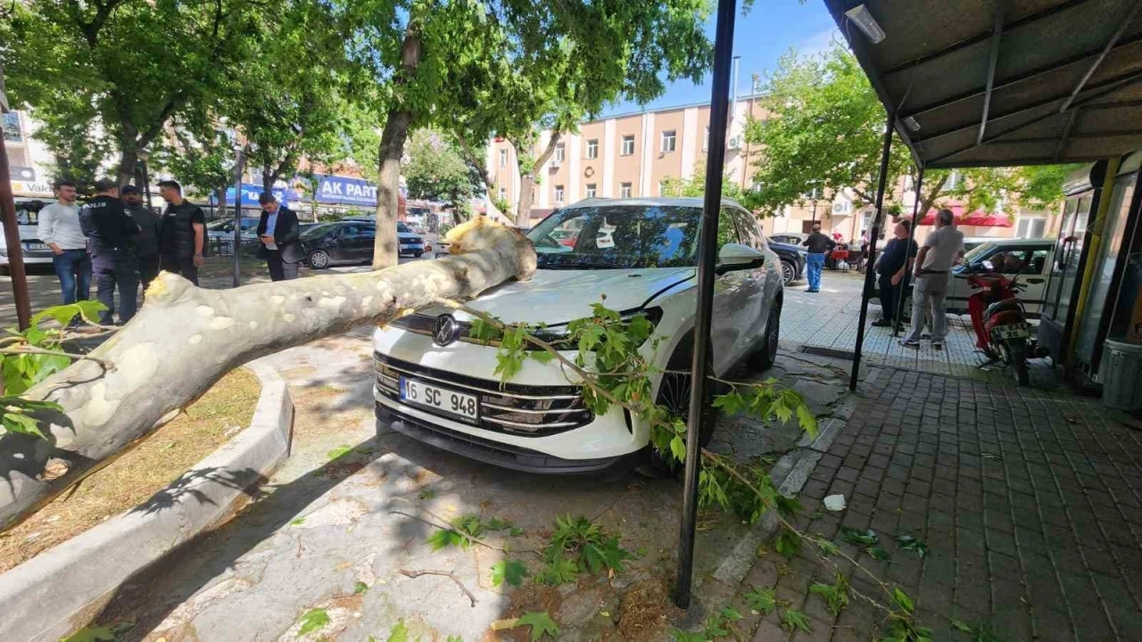 Çınar ağacının kopan dalı lüks araçta hasara yol açtı
