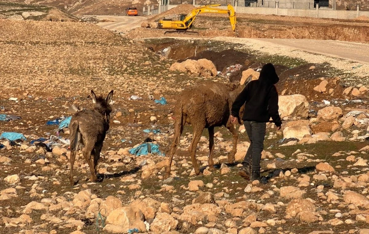 Cizre&rsquo;de bataklığa saplanan eşekler kurtarıldı
