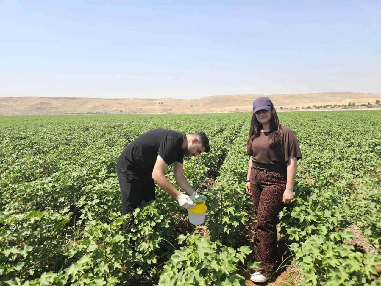 Cizre&rsquo;de pamuk tarlalarına "Feromon Tuzaklı" koruma
