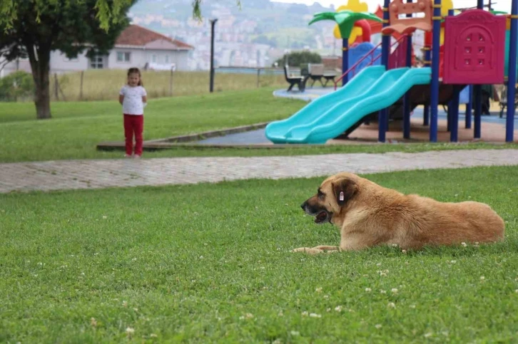 Çocuk parkında dehşet: 5 yaşındaki kız, kaydırak altında yatan köpeğin saldırısına uğradı
