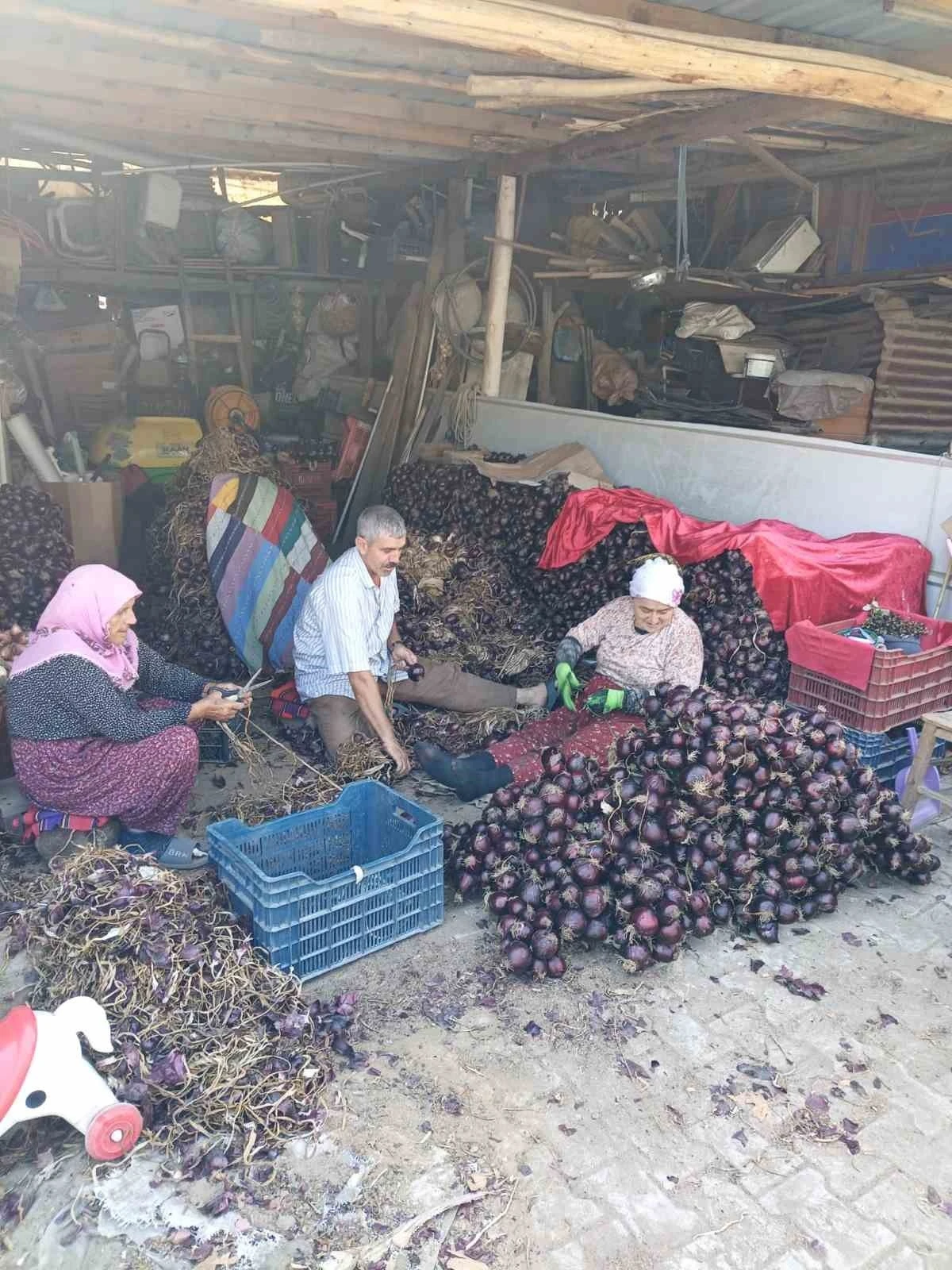 Coğrafi işaretli Kapıdağ mor soğanında hasat tamamlandı
