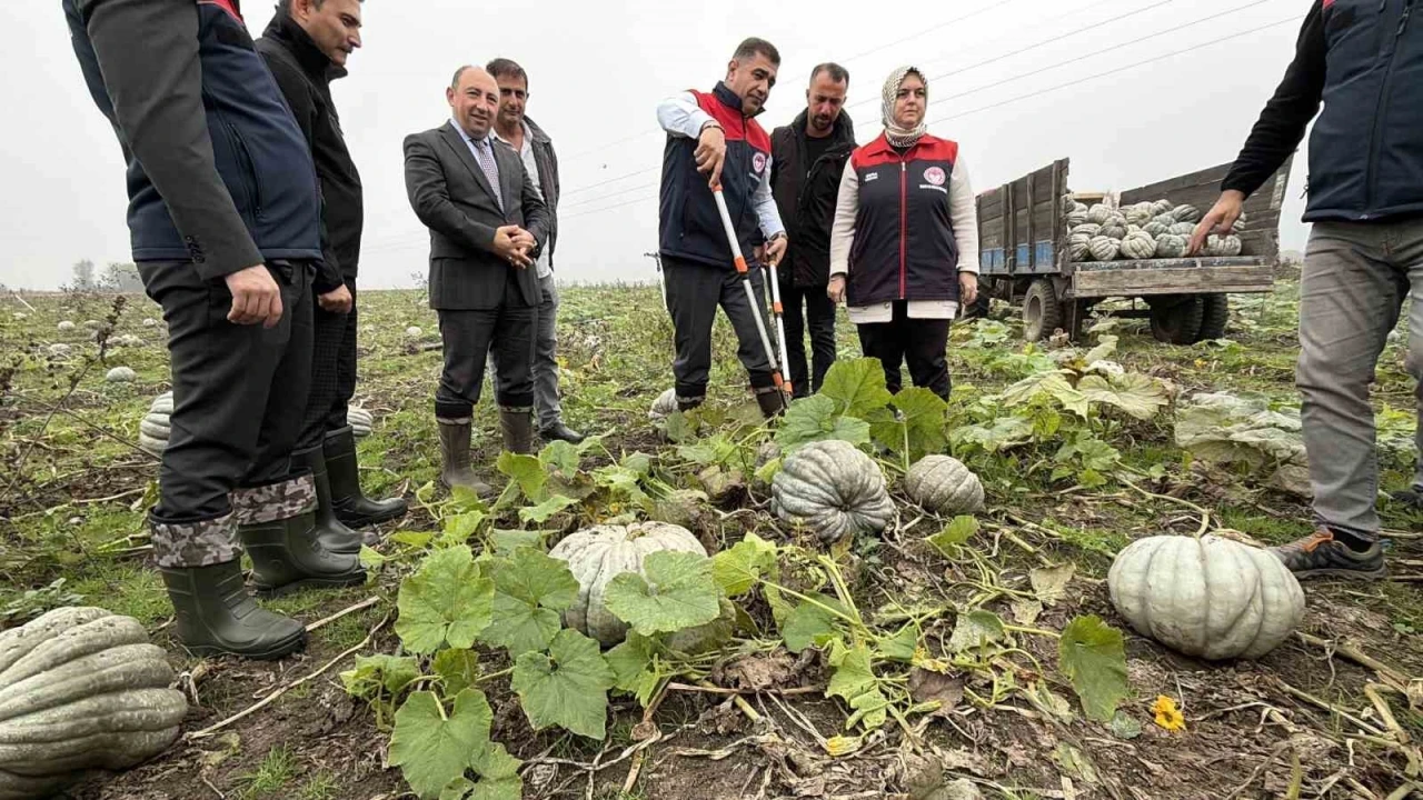 Coğrafi işaretli kestane kabağı hasadı başladı
