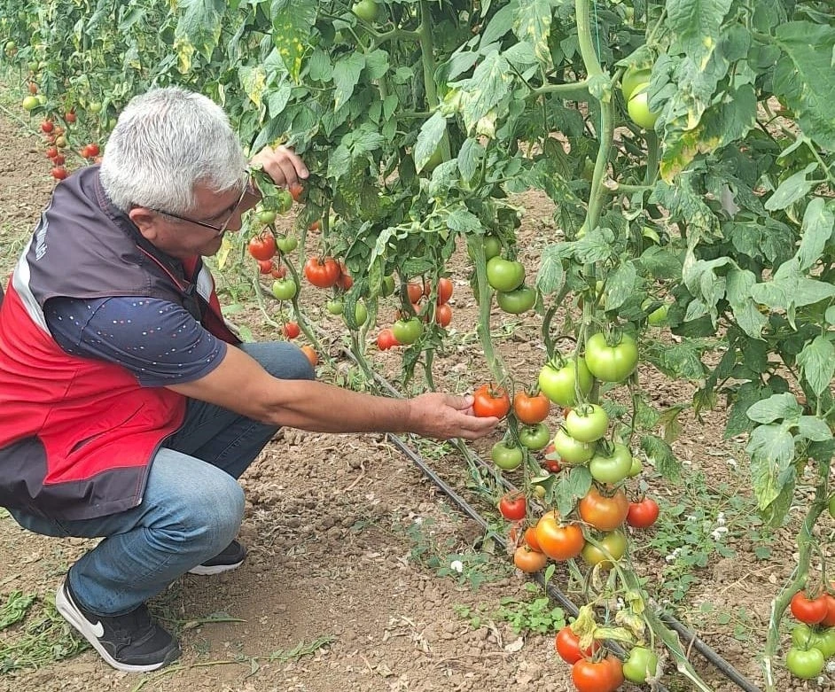 Coğrafi işaretli Simav Eynal domatesleriyle ilgili denetim çalışması
