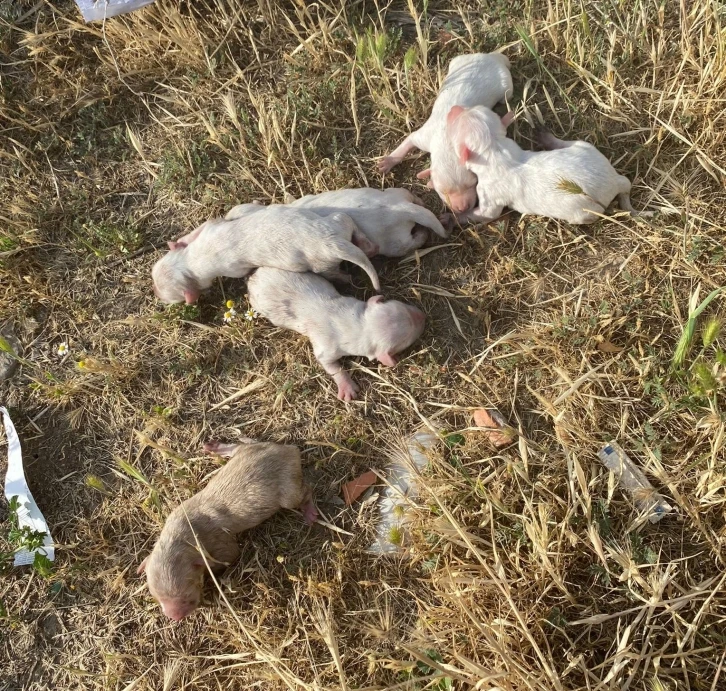 Çöp konteynerine atılan çuvaldan 6 köpek yavrusu çıktı
