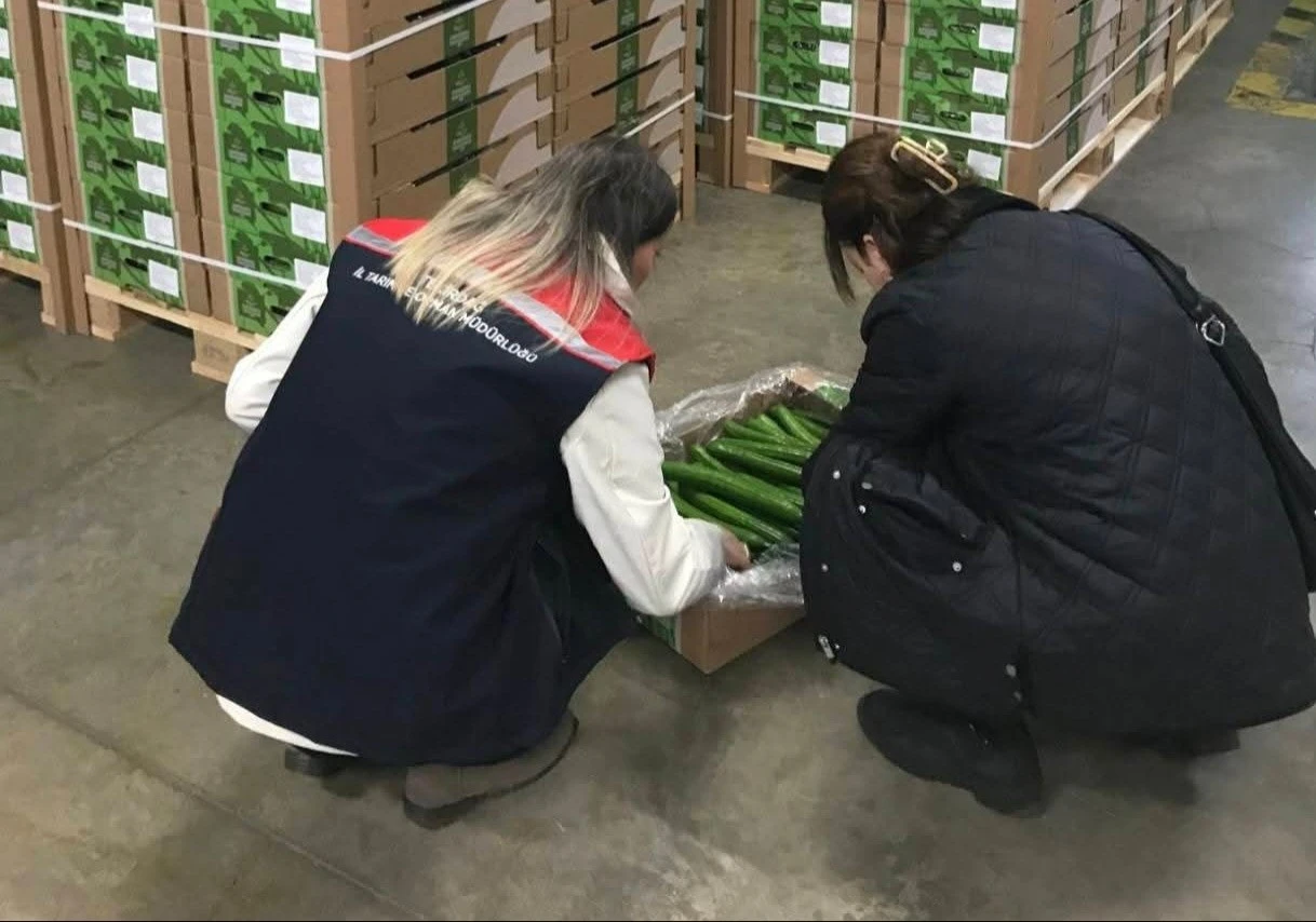 Çorlu’dan Hollanda’ya salatalık ihracatı
