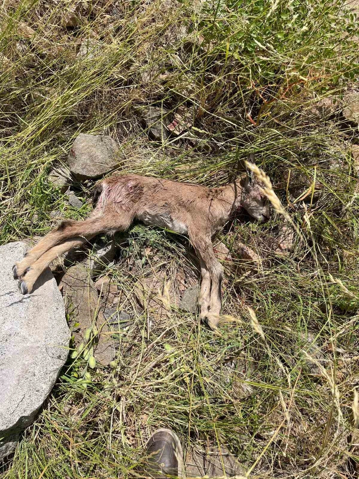 Çoruh Vadisi’nde yaban keçileri tehlike altında
