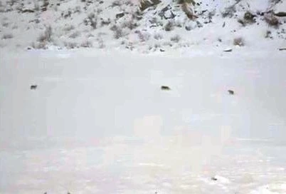 &Ccedil;ukurca&rsquo;da kurt s&uuml;r&uuml;s&uuml; g&ouml;r&uuml;nt&uuml;lendi
