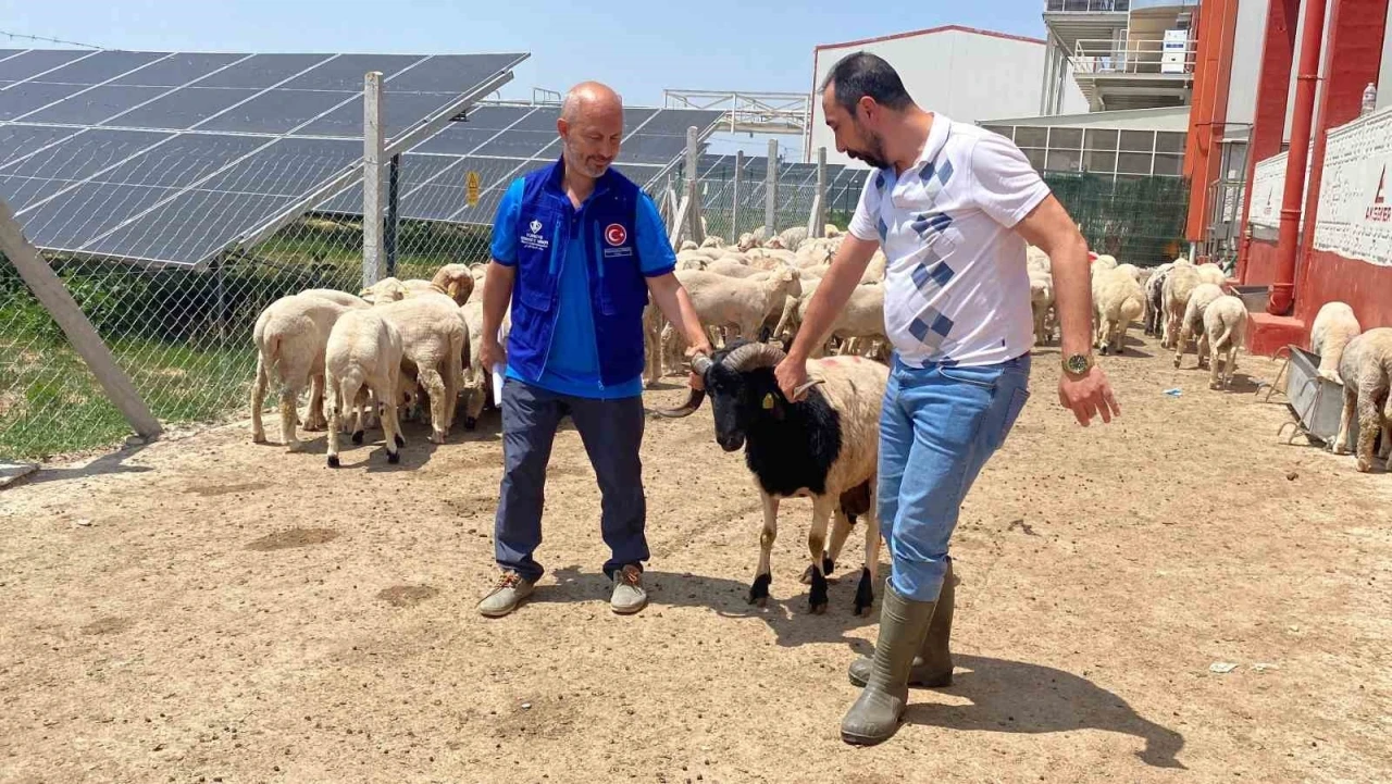 Cumhurbaşkanı Erdoğan’ın TDV’ye vekalet verdiği kurban Konya’da kesildi
