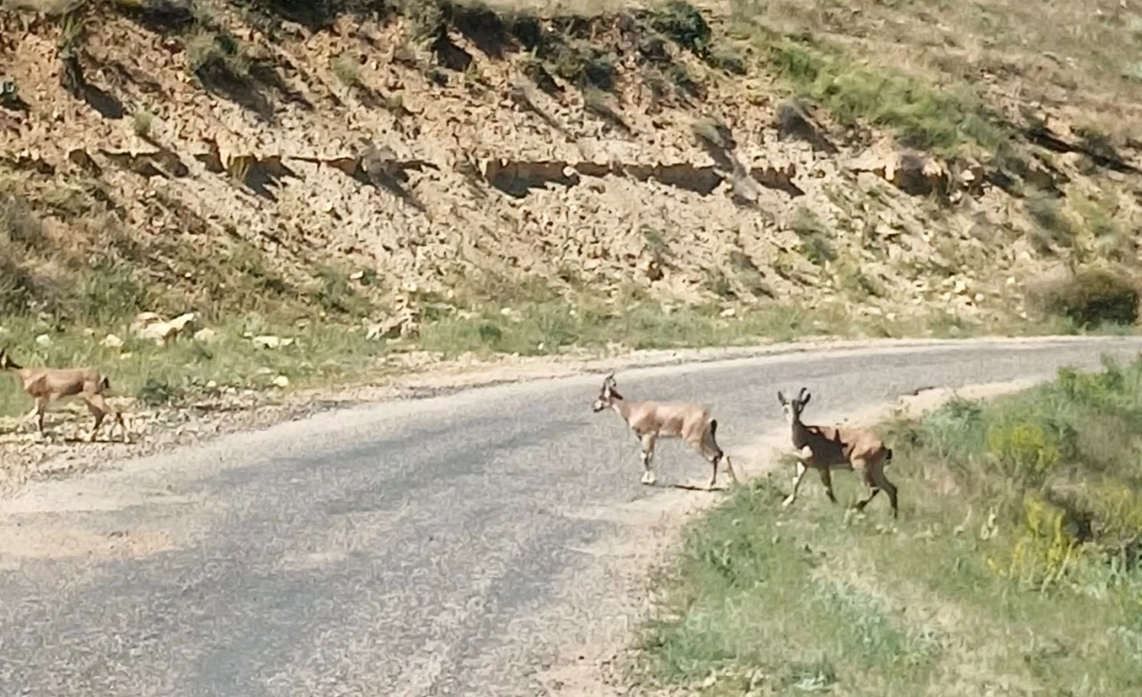 Dağ keçilerini görüntüledi, &quot;Ne kadar güzelsiniz&quot; diyerek paylaştı

